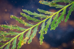 Blechnum francii