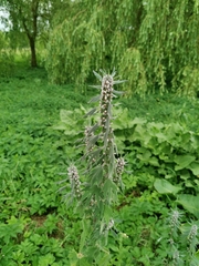 Leonurus quinquelobatus