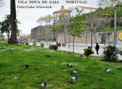 Columba livia domestica