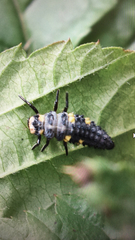Coccinella septempunctata