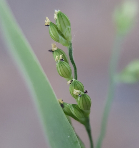 Brachiaria ramosa image