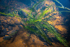 Blechnum francii