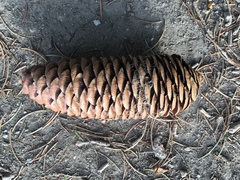 Picea smithiana