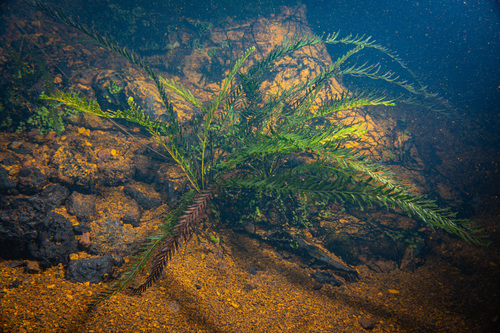 Oceaniopteris francii