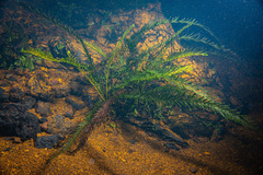 Blechnum francii