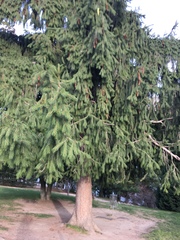 Picea smithiana
