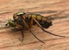 Dolichopus ungulatus