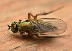 Dolichopus ungulatus