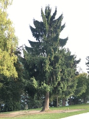 Picea smithiana