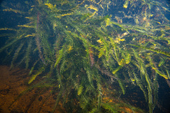 Blechnum francii
