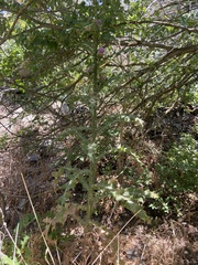 Onopordum cynarocephalum