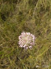 Allium lineare