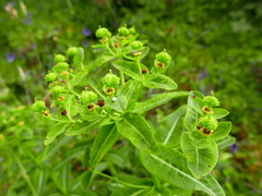 Euphorbia hyberna