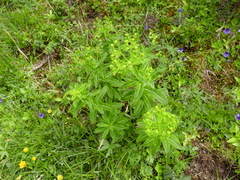 Euphorbia hyberna