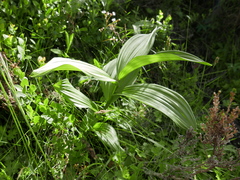 Veratrum album