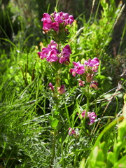 Pedicularis pyrenaica