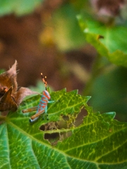 Pirithoicus ophthalmicus