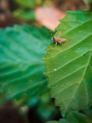 Pirithoicus ophthalmicus