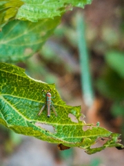 Pirithoicus ophthalmicus