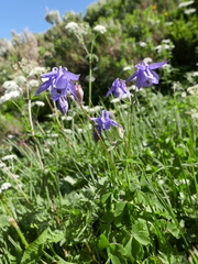 Aquilegia vulgaris vulgaris