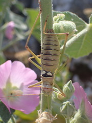 Ephippiger discoidalis