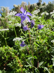 Aquilegia vulgaris vulgaris
