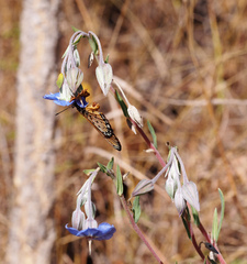 Trichodesma zeylanicum