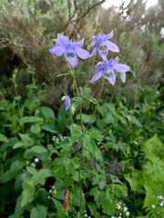 Aquilegia vulgaris vulgaris