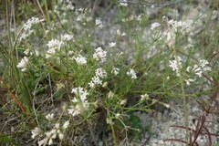 Asperula tephrocarpa