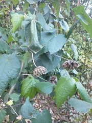 Abutilon hybridum