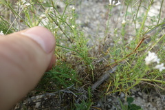 Asperula tephrocarpa