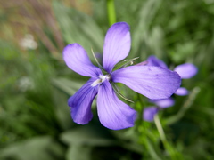 Viola cornuta