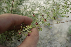 Scrophularia cretacea