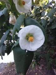 Abutilon hybridum