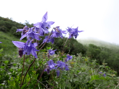 Aquilegia vulgaris vulgaris