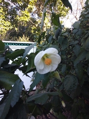 Abutilon hybridum