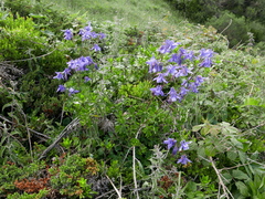 Aquilegia vulgaris vulgaris