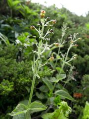 Scrophularia alpestris