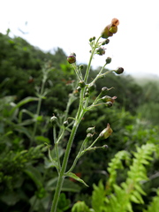 Scrophularia alpestris