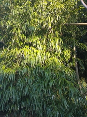 Chimonobambusa quadrangularis