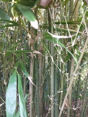 Chimonobambusa quadrangularis