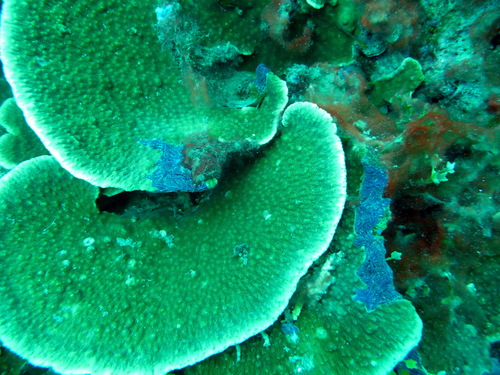 Astreopora expansa
