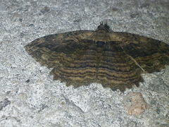 Philereme transversata