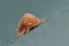 Membracidae
