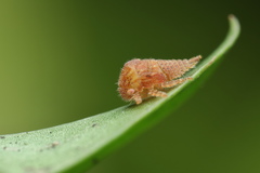 Membracidae