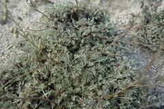 Artemisia hololeuca