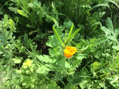 Papaver cambricum