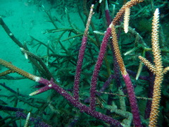 Chalinula nematifera