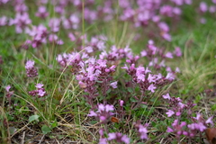Thymus subarcticus