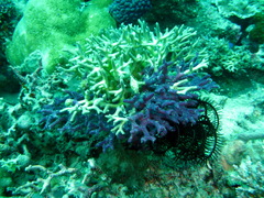 Chalinula nematifera